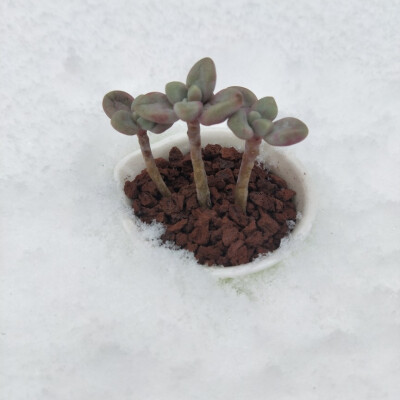 雪地偶遇晒多肉的，和我可爱的小雪人