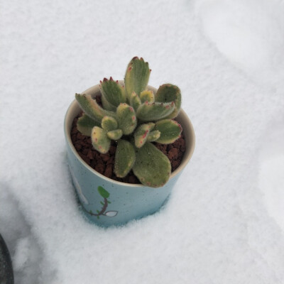 雪地偶遇晒多肉的，和我可爱的小雪人