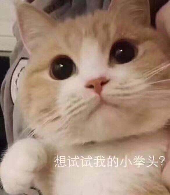 表情包 可爱 喵星人