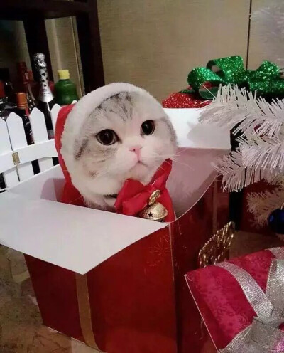 猫 吸猫 头像 表情包 可爱 撸猫墙QQ：18589700