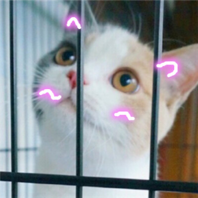 猫 吸猫 头像 表情包 可爱 撸猫墙QQ：18589700