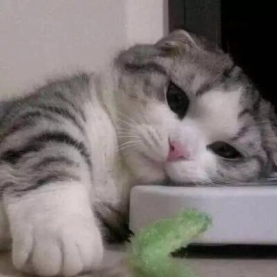 猫 吸猫 头像 表情包 可爱 撸猫墙QQ：18589700