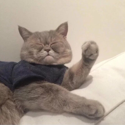 猫 吸猫 头像 表情包 可爱 撸猫墙QQ：18589700