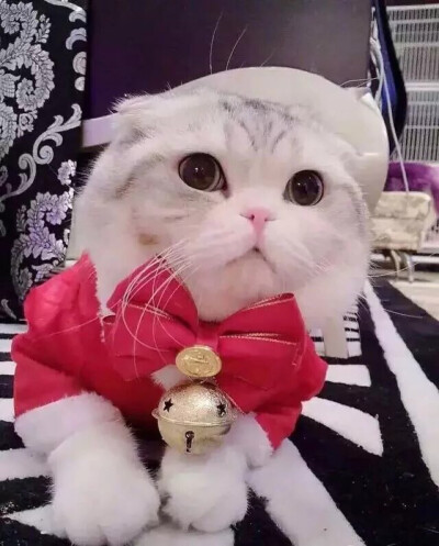 猫 吸猫 头像 表情包 可爱 撸猫墙QQ：18589700