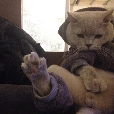 猫 吸猫 头像 表情包 可爱 撸猫墙QQ：18589700