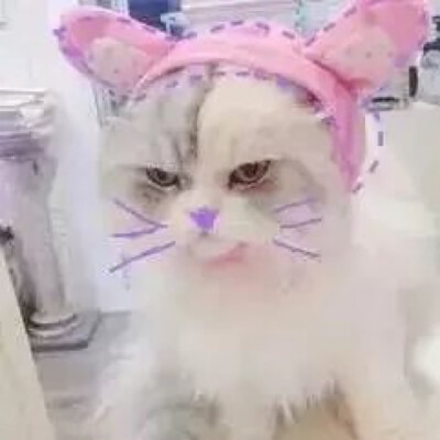 猫 吸猫 头像 表情包 可爱 撸猫墙QQ：18589700