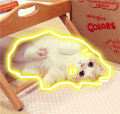 猫 吸猫 头像 表情包 可爱 撸猫墙QQ：18589700