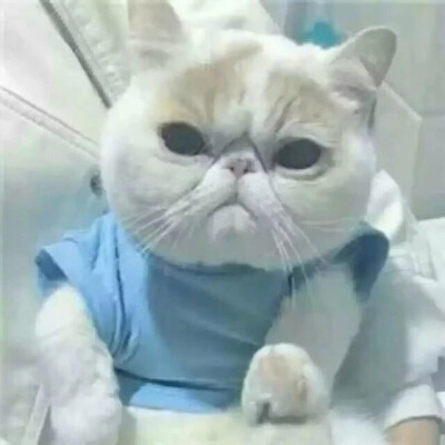 猫 吸猫 头像 表情包 可爱 撸猫墙QQ：18589700