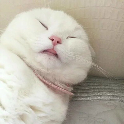 猫 吸猫 头像 表情包 可爱 撸猫墙QQ：18589700