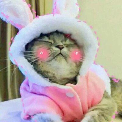 猫 吸猫 头像 表情包 可爱 撸猫墙QQ：18589700