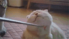 猫 吸猫 头像 表情包 可爱 撸猫墙QQ：18589700