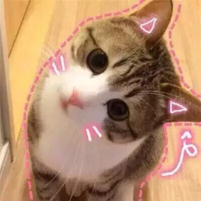 猫 吸猫 头像 表情包 可爱 撸猫墙QQ：18589700
