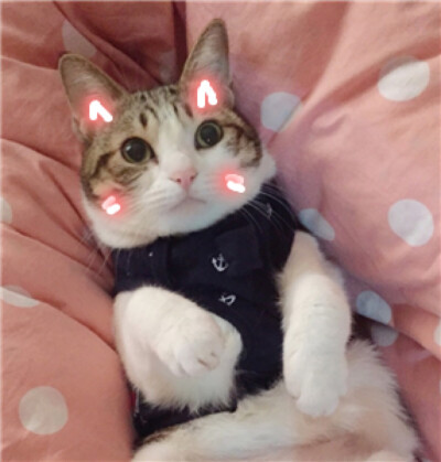 猫 吸猫 头像 表情包 可爱 撸猫墙QQ：18589700