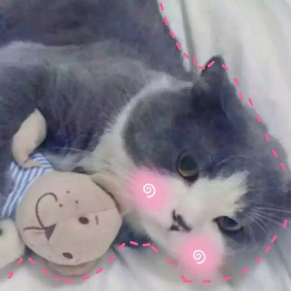 猫 吸猫 头像 表情包 可爱 撸猫墙QQ：18589700