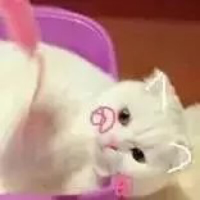 猫 吸猫 头像 表情包 可爱 撸猫墙QQ：18589700