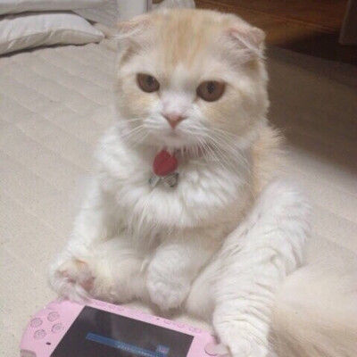 猫 吸猫 头像 表情包 可爱 撸猫墙QQ：18589700