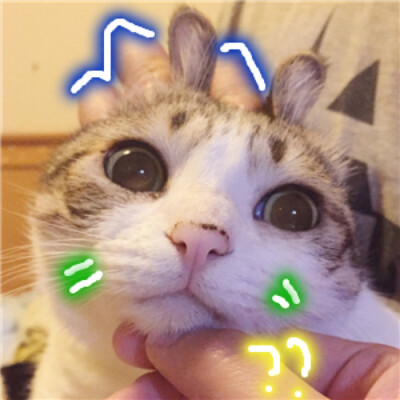 猫 吸猫 头像 表情包 可爱 撸猫墙QQ：18589700