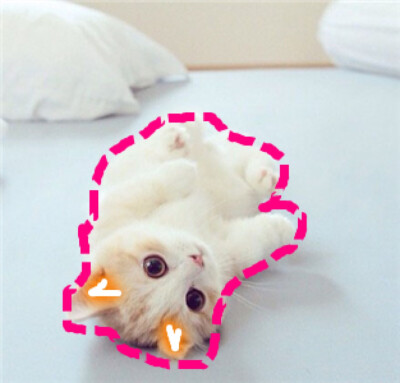 猫 吸猫 头像 表情包 可爱 撸猫墙QQ：18589700