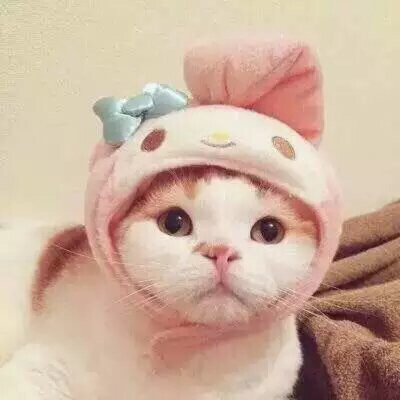 猫 吸猫 头像 表情包 可爱 撸猫墙QQ：18589700