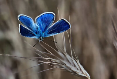 蝴蝶花