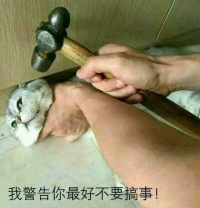 威胁 猫猫