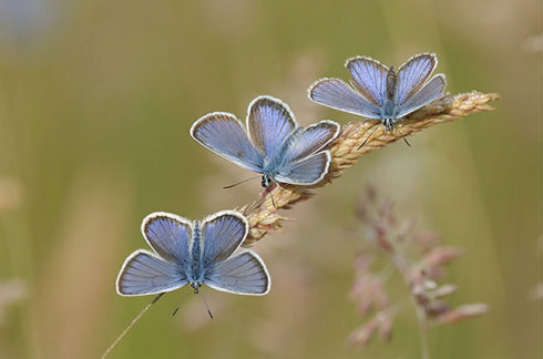 蝴蝶花