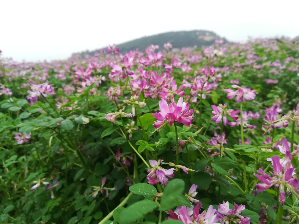 花海