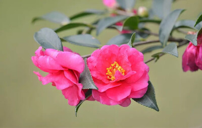 茶梅'明媚' Camellia sasanqua 'Radiant Beauty'