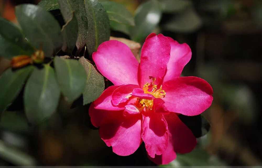 
茶梅'小玫瑰' Camellia sasanqua ‘Kan-tsubaki’
小玫瑰，这个是比较知名的品种，据说中国古代把茶梅叫做“海红”，所指的就是这个品种。如今别名小茶梅、早茶梅，日本东京称之为寒椿，大阪称之为狮子头。小玫瑰的花也是紫红色的，有时稍浅，花瓣25-35枚，花朵整体较小巧，虽说是重瓣，但有时雄蕊可见，有时雄蕊则变作粉红色的雄蕊瓣。通常是小灌木状栽种的