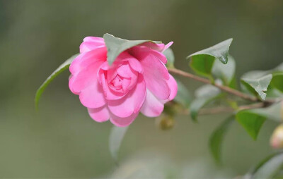 茶梅'乙女' Camellia sasanqua 'Oteme'