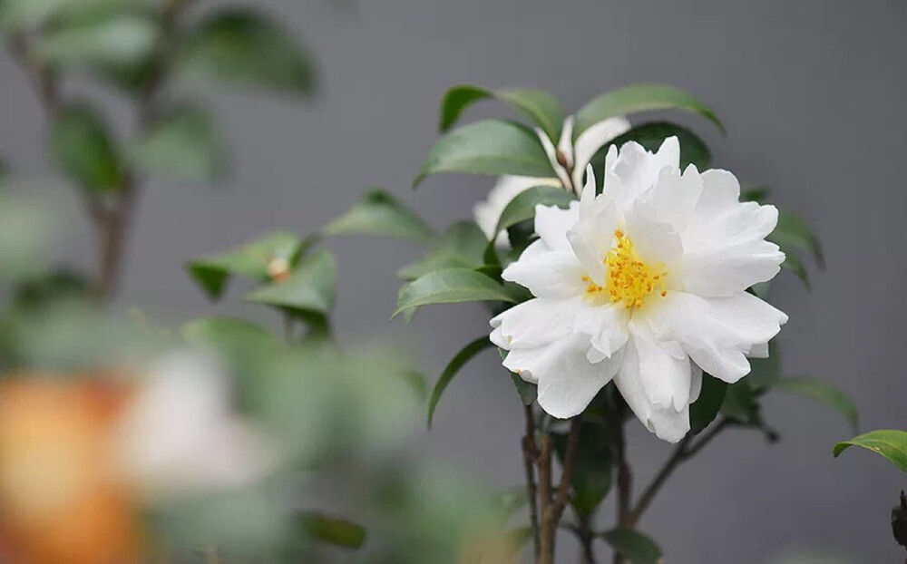 茶梅'白鸽' Camellia sasanqua 'White Dove'
