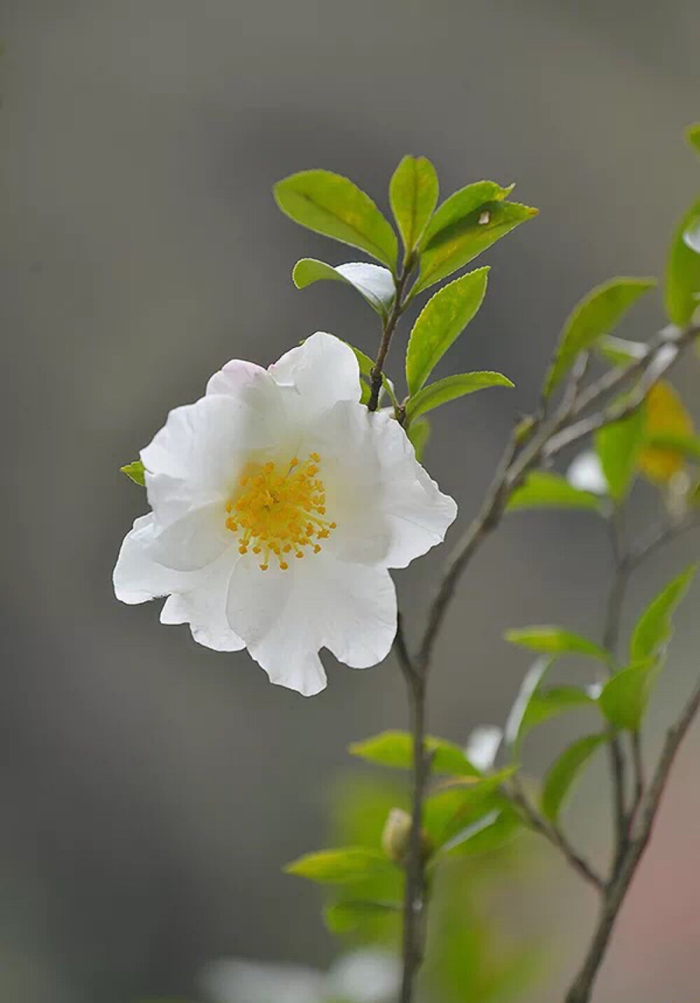 茶梅'银月' Camellia sasanqua 'Gingetsu'
银月，花白色，单瓣型，花瓣外侧先端泛红色，花瓣常8-10枚。花蕾未开时，花瓣外侧红色较显著。树形直立，枝条较密。