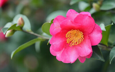 茶梅'立寒' Camellia sasanqua 'Kanjiro'
