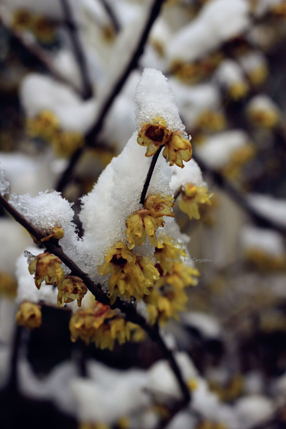 迎来大雪的上海，虽然清冷，此情此景，必拍留念~