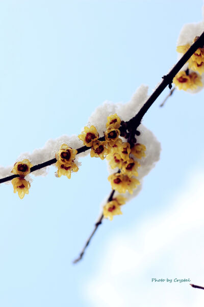 迎来大雪的上海，虽然清冷，此情此景，必拍留念~