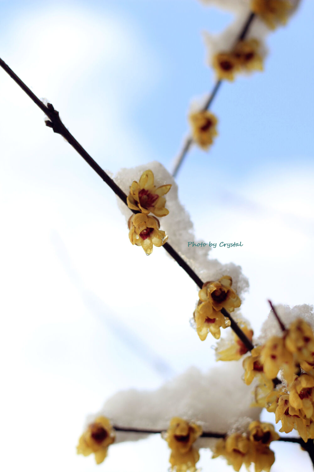 迎来大雪的上海，虽然清冷，此情此景，必拍留念~