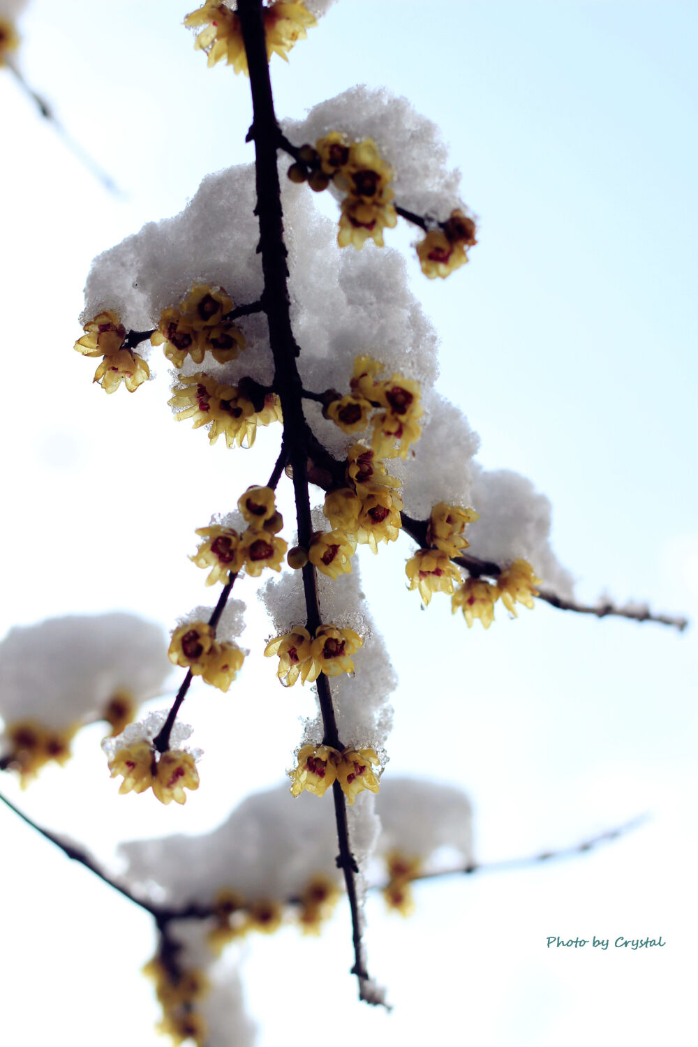 迎来大雪的上海，虽然清冷，此情此景，必拍留念~