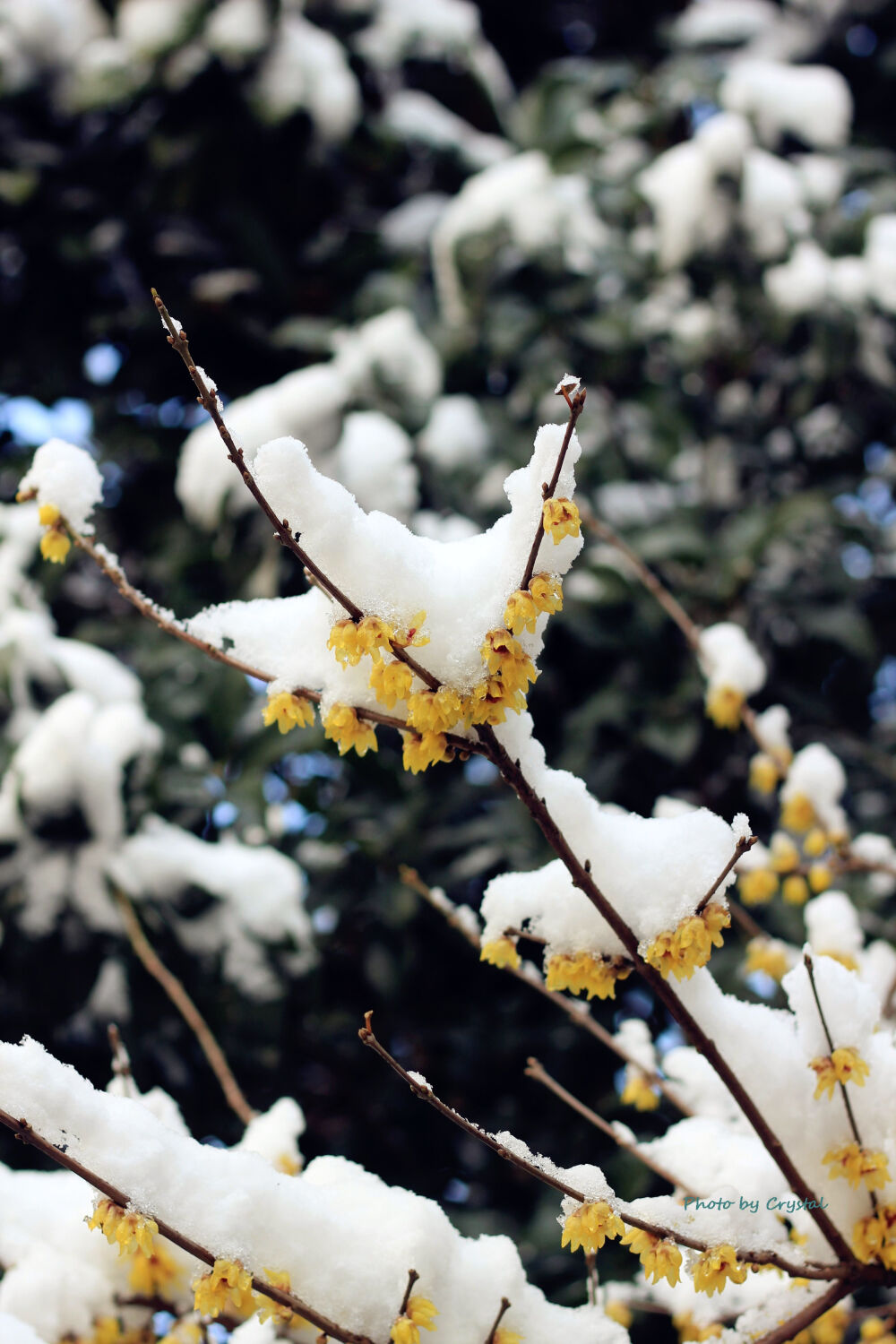 迎来大雪的上海，虽然清冷，此情此景，必拍留念~