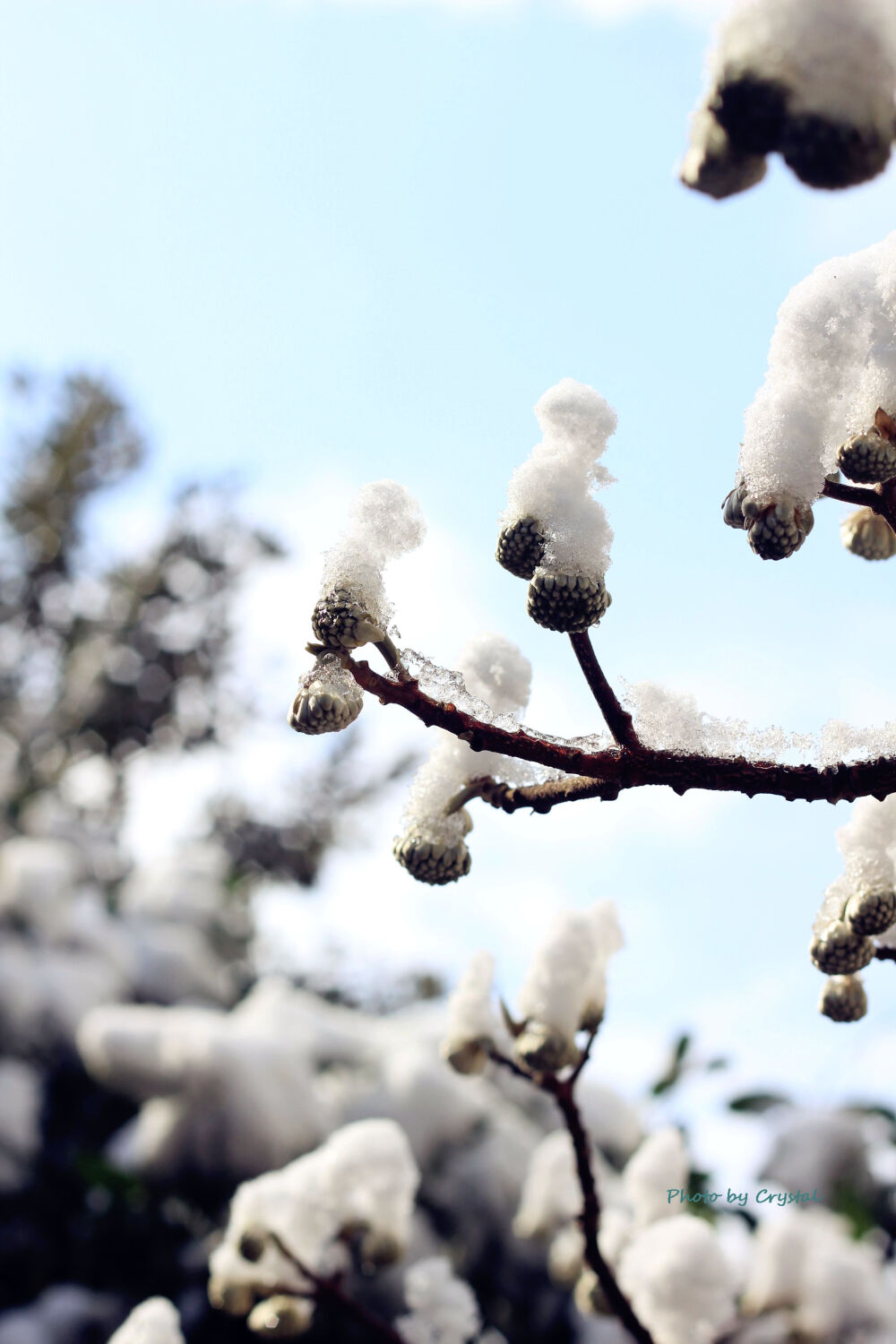 迎来大雪的上海，虽然清冷，此情此景，必拍留念~