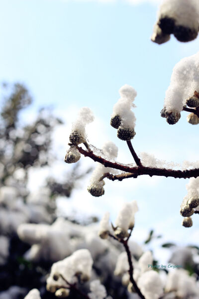 迎来大雪的上海，虽然清冷，此情此景，必拍留念~