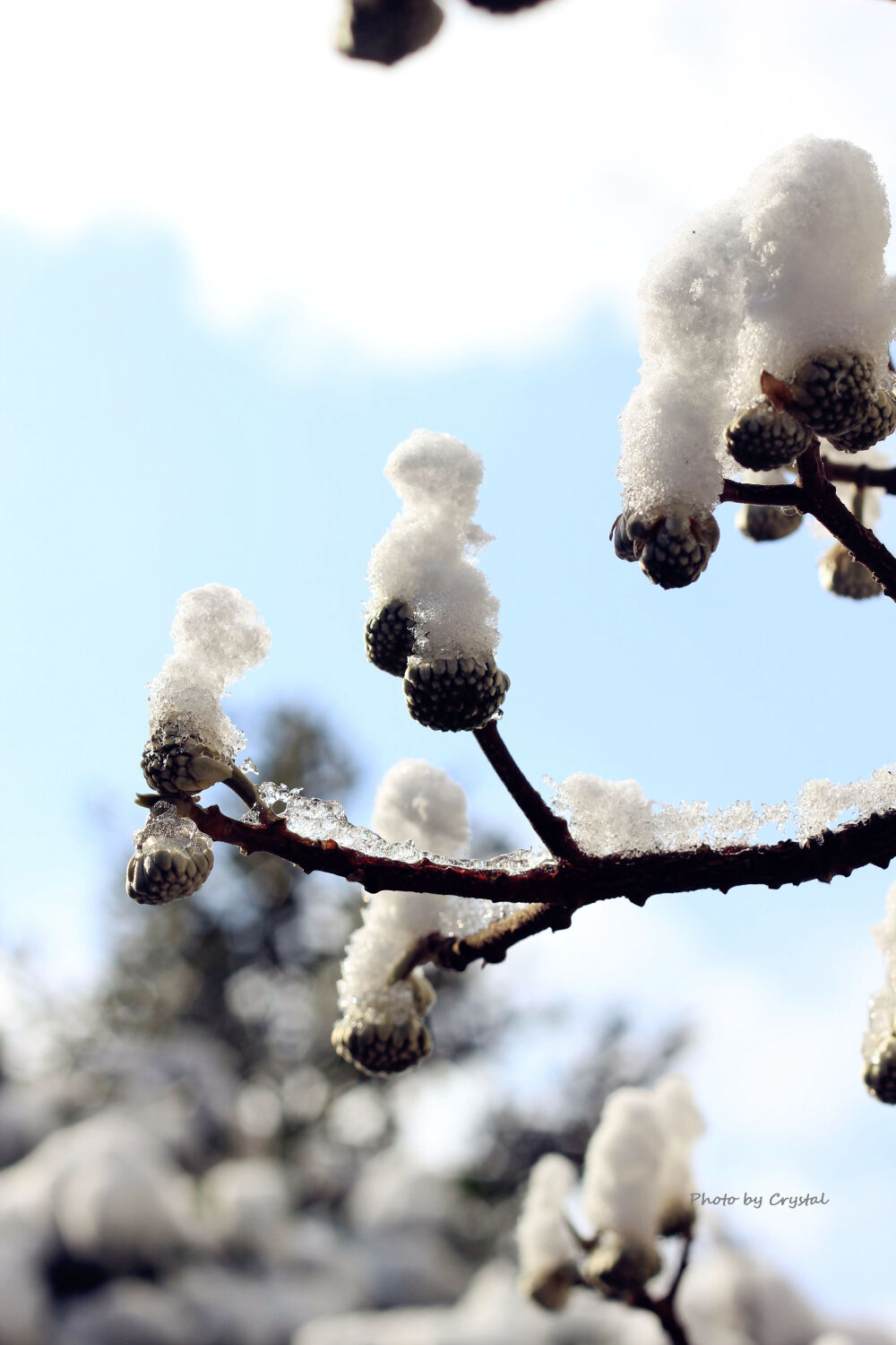 迎来大雪的上海，虽然清冷，此情此景，必拍留念~