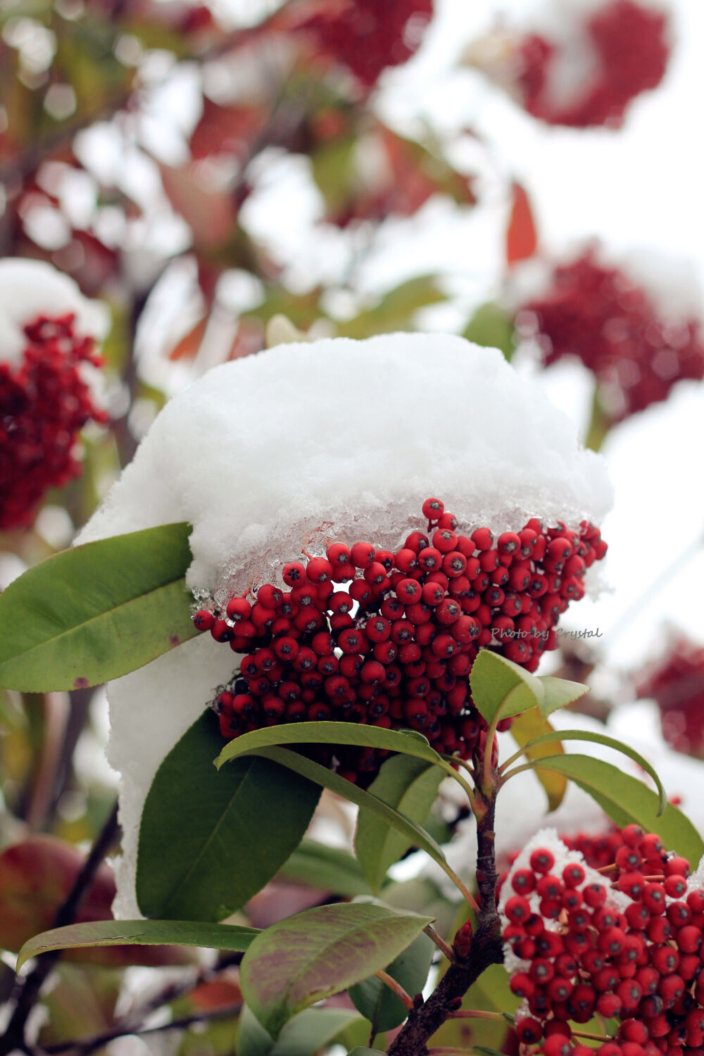 迎来大雪的上海，虽然清冷，此情此景，必拍留念~