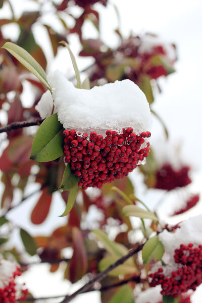 迎来大雪的上海，虽然清冷，此情此景，必拍留念~