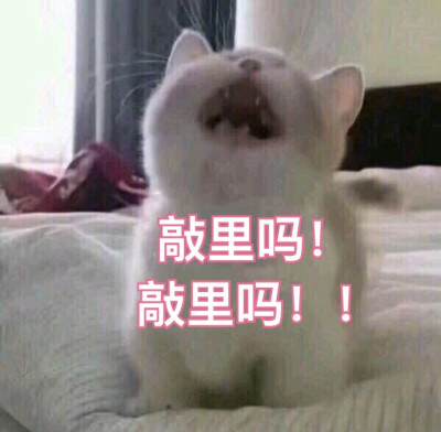 猫猫表情包