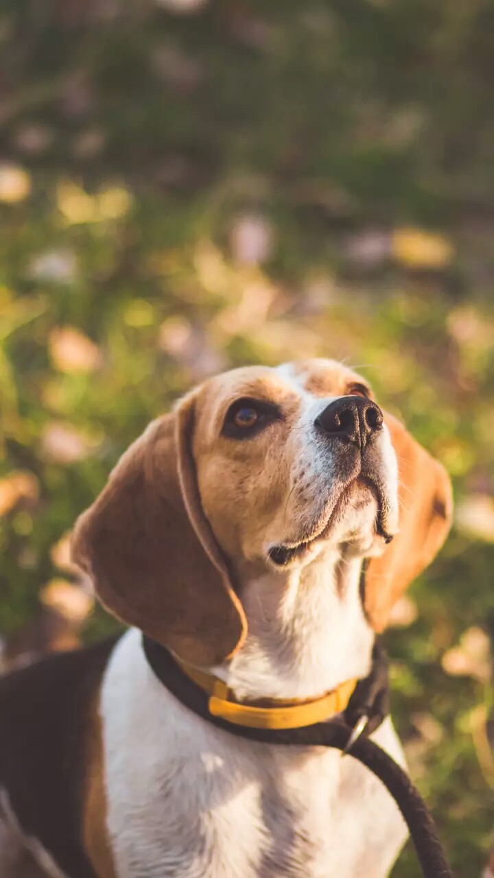 小猎兔犬（又称比格犬）