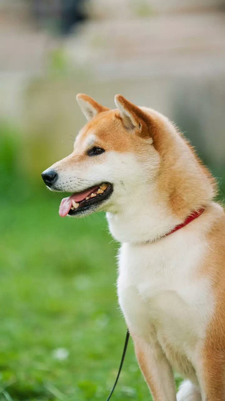 柴犬