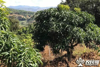 为您揭开中国最晚熟芒果产区，攀枝花芒果神秘的面纱