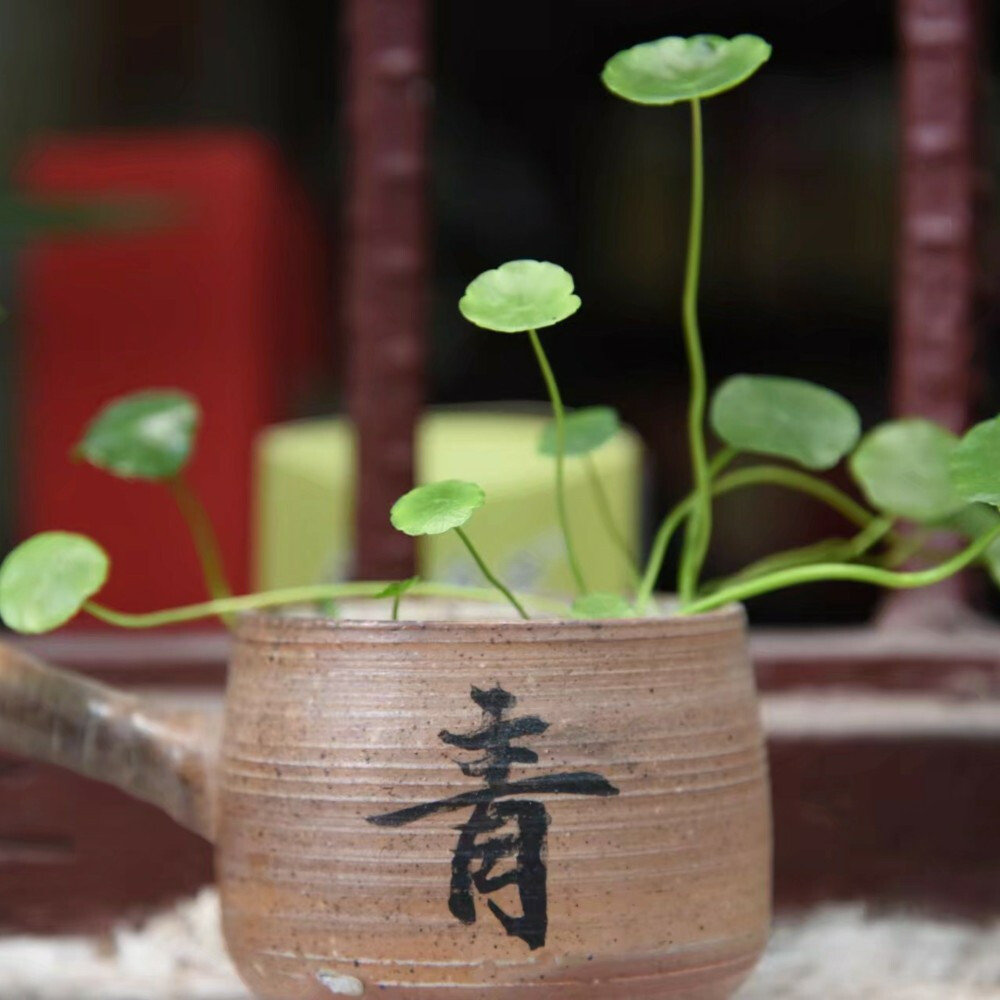 【大菇凉】【食色】古色