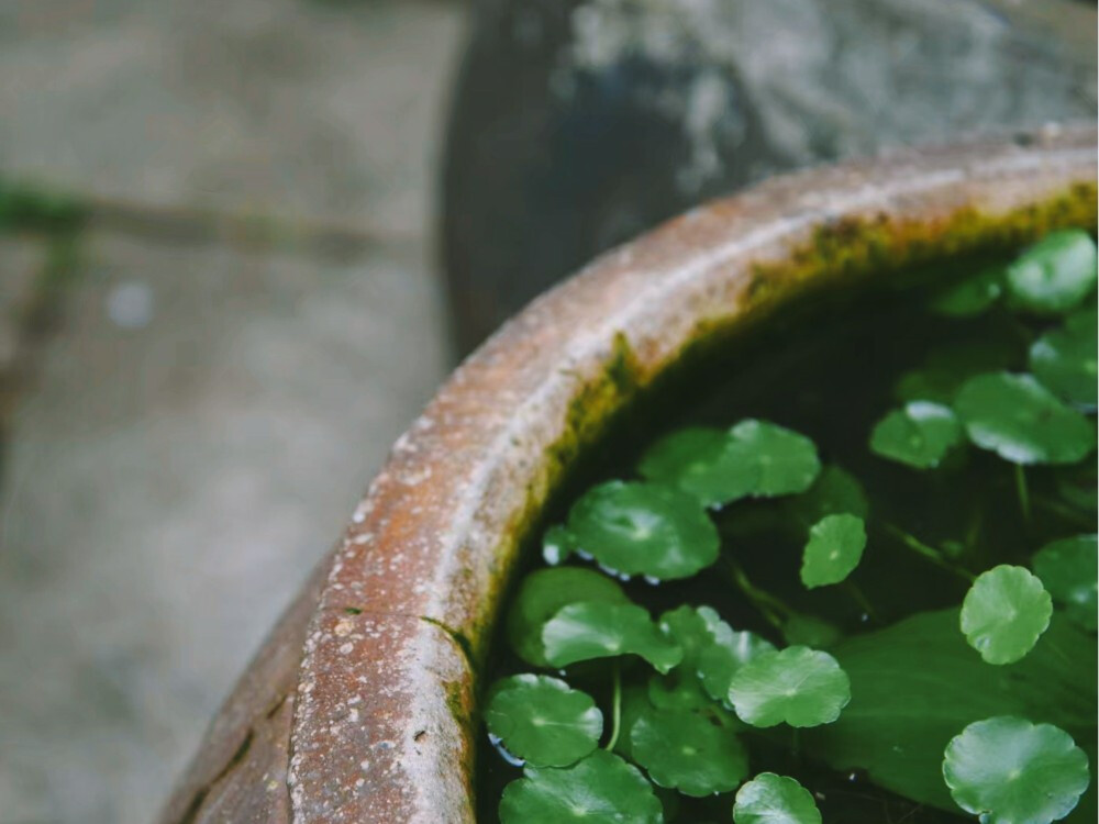 【大菇凉】【食色】古色