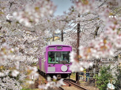 京都-樱花